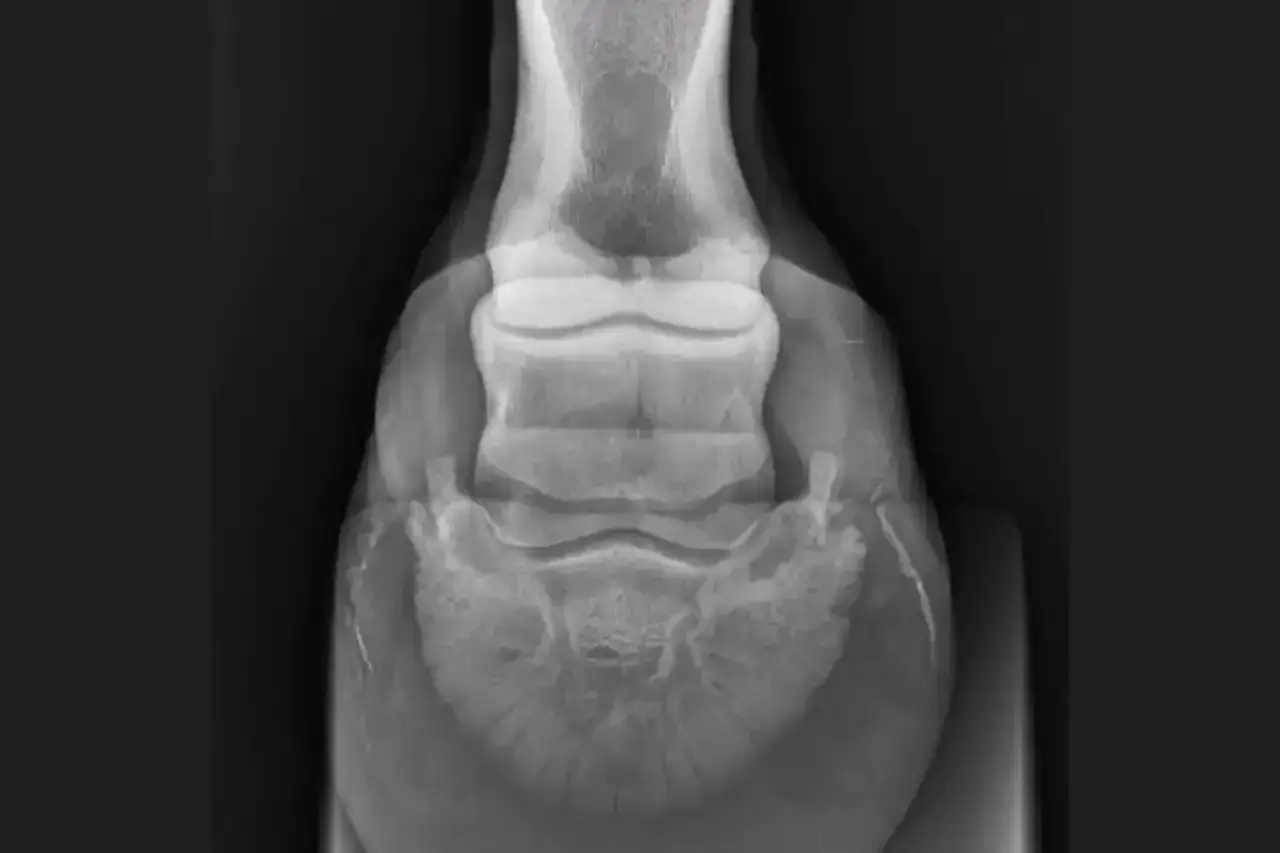 Radiographie d'un pied de cheval montrant des signes de maladie naviculaire, avec des changements osseux visibles.