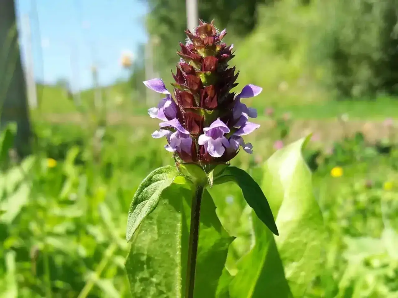 Eine kleine braunelle mit violetten Bl&uuml;tenk&ouml;pfen steht im gr&uuml;nen Gras.