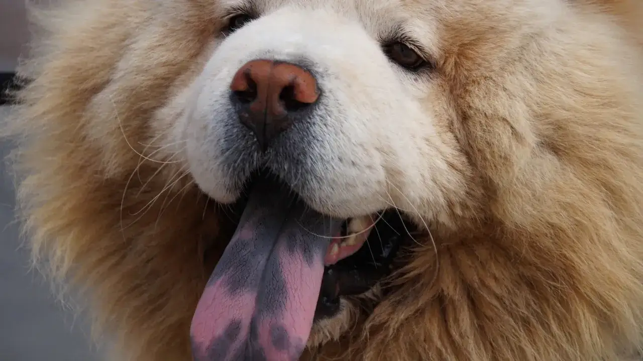 Un primer plano de un perro chow chow con su lengua morada y rosada fuera.