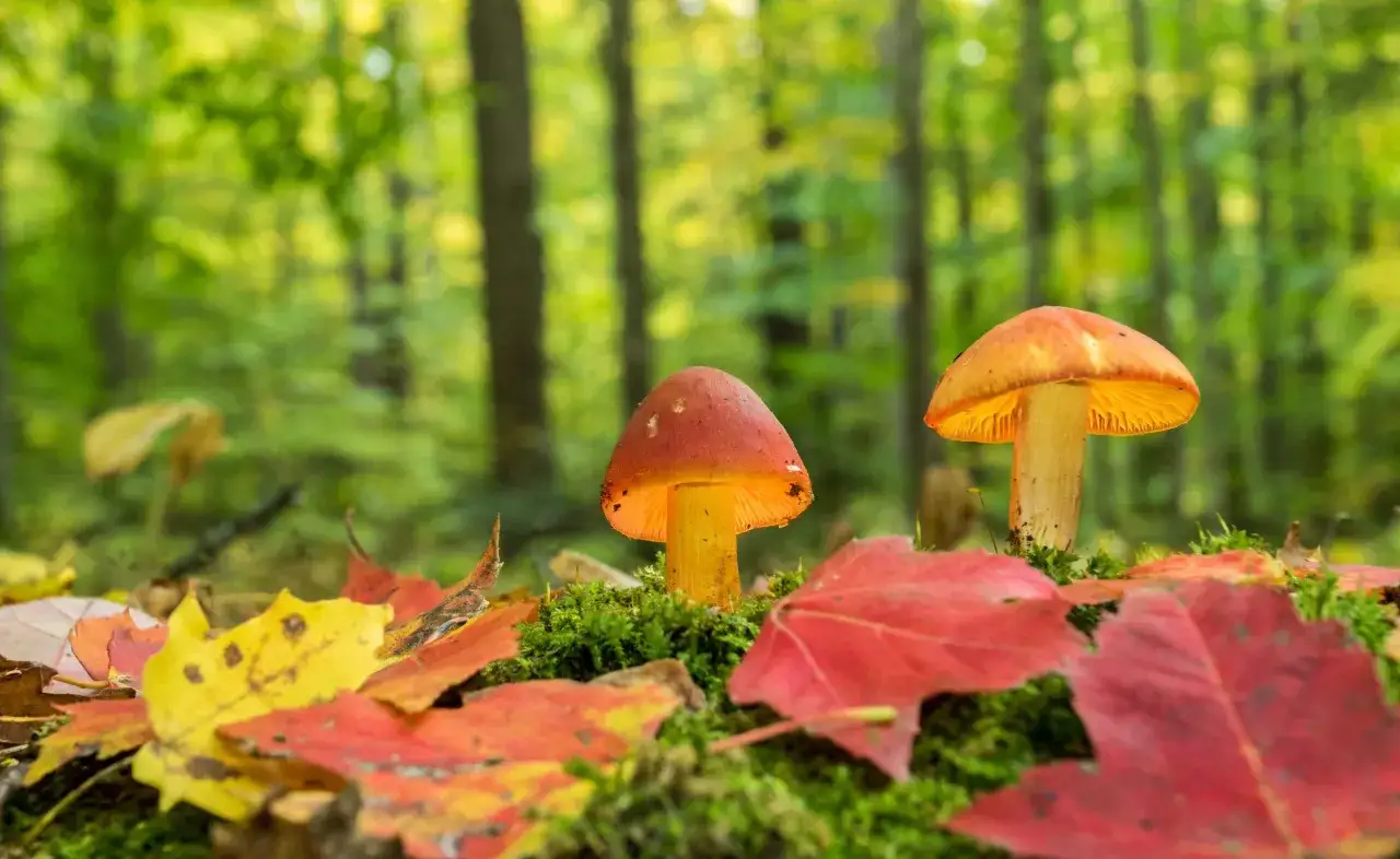 Deux champignons aux chapeaux orangés et lamelles lumineuses se dressent sur un tapis de mousse et de feuilles d'automne. Un champignon adaptogène, trésor de la forêt.