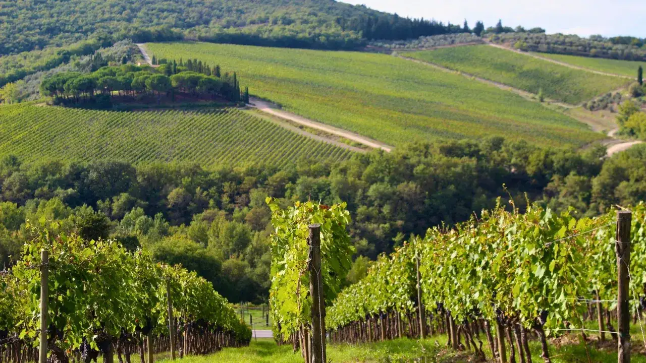 Winnica w Toskanii, gdzie dojrzewają winogrona na wino chianti riserva. Zielone wzgórza i rzędy winorośli.