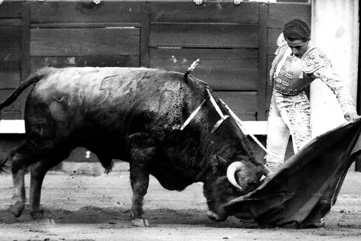 El viti torero se enfrenta a un toro bravo en la arena, con la muleta en mano.