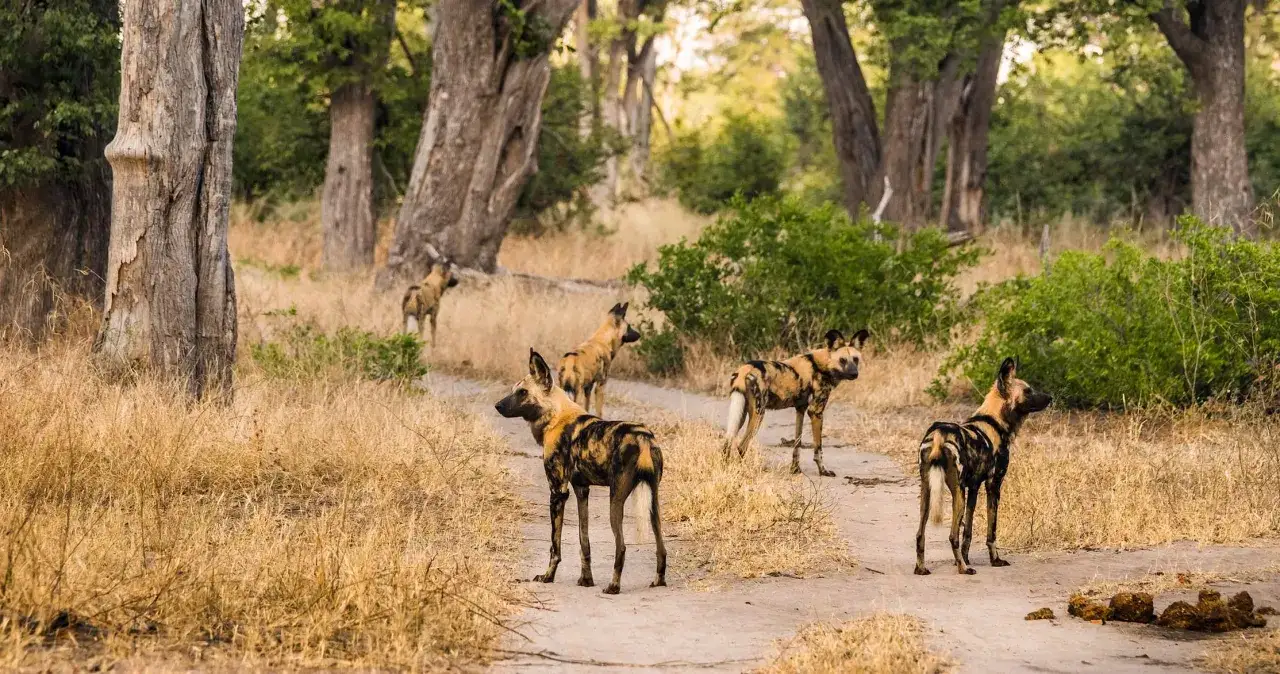 Wataha dzikich psów w Moremi Game Reserve, w sercu Botswany, przemierza suchą sawannę.