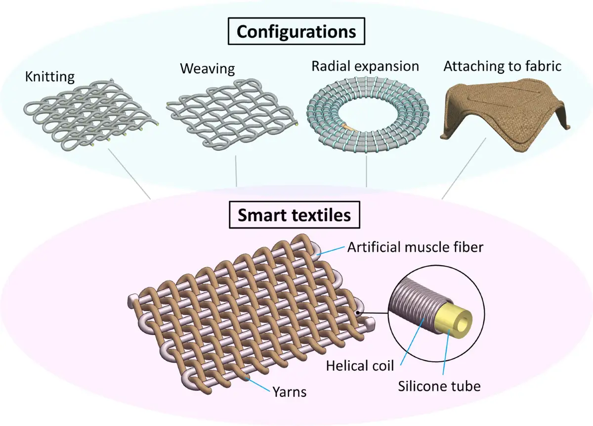 Le tissu intelligent, compos&eacute; de fibres musculaires artificielles, de bobines h&eacute;lico&iuml;dales et de tubes en silicone, est pr&eacute;sent&eacute; dans diverses configurations : tricot, tissage, expansion radiale et fixation &agrave; un tissu.