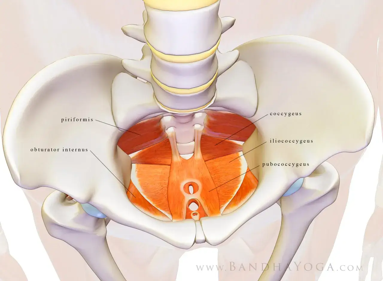 Anatomie du plancher pelvien. Visualisation pour la rééducation périnéale, avec des images mentales des muscles comme le coccygeus.
