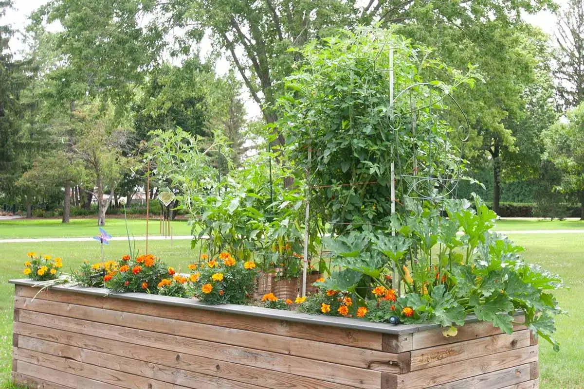 Jardin surélevé avec des œillets d'Inde orange et jaunes, des plants de tomate vigoureux et des courgettes luxuriantes.