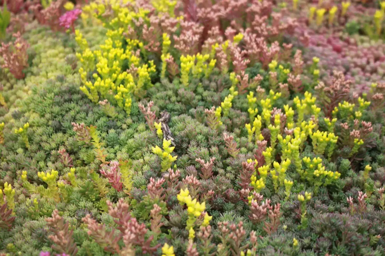 Bunte Fetthenne Arten bedecken den Boden. Gr&uuml;ne, rote und gelbe Sedum-Sorten wachsen dicht beieinander.