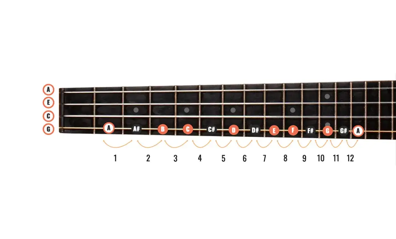 Schemat budowy ukulele z oznaczeniami strun (GCEA) i prog&oacute;w.