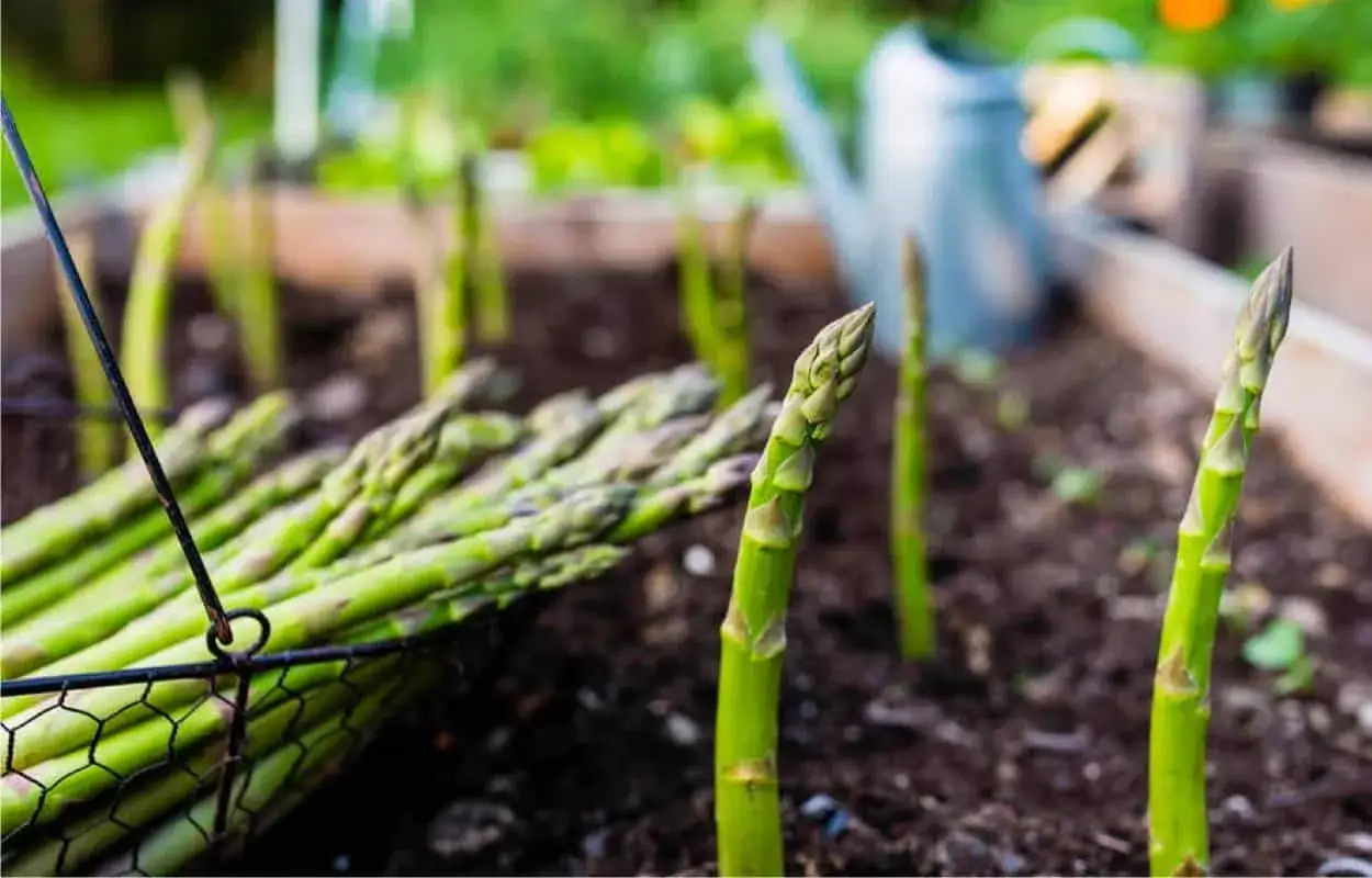 Asparagi freschi in un cesto, con la pianta di asparagi che spunta dal terreno in un orto.