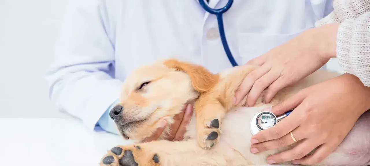En veterin&auml;r lyssnar p&aring; en s&ouml;t golden retriever-valp med stetoskop. Valpen verkar lite tr&ouml;tt, kanske har den bronkit.