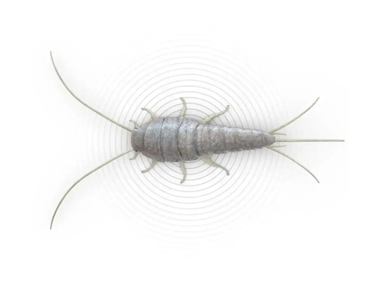 Un pececillo de plata gigante, con sus antenas largas y cuerpo segmentado, emite ondas conc&eacute;ntricas.
