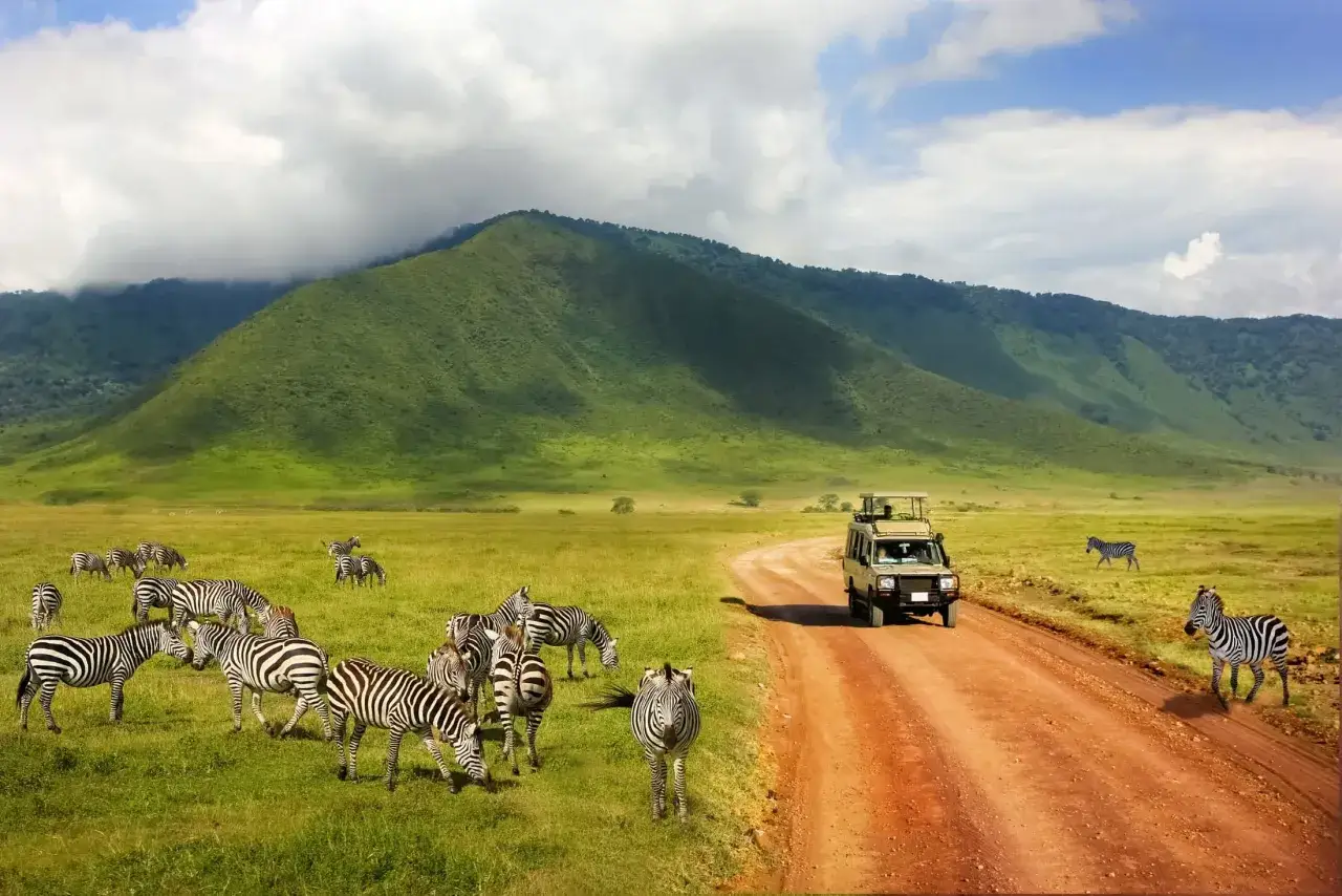 Stado zebr pasących się na zielonych równinach w kraterze Ngorongoro, obok drogi, którą jedzie samochód terenowy.