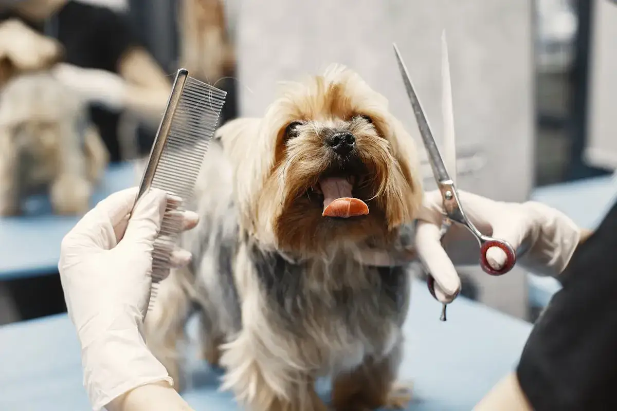 Yorkshire terrier czeka na kąpiel. Groomer w rękawiczkach trzyma grzebień i nożyczki, gotowy do pielęgnacji.