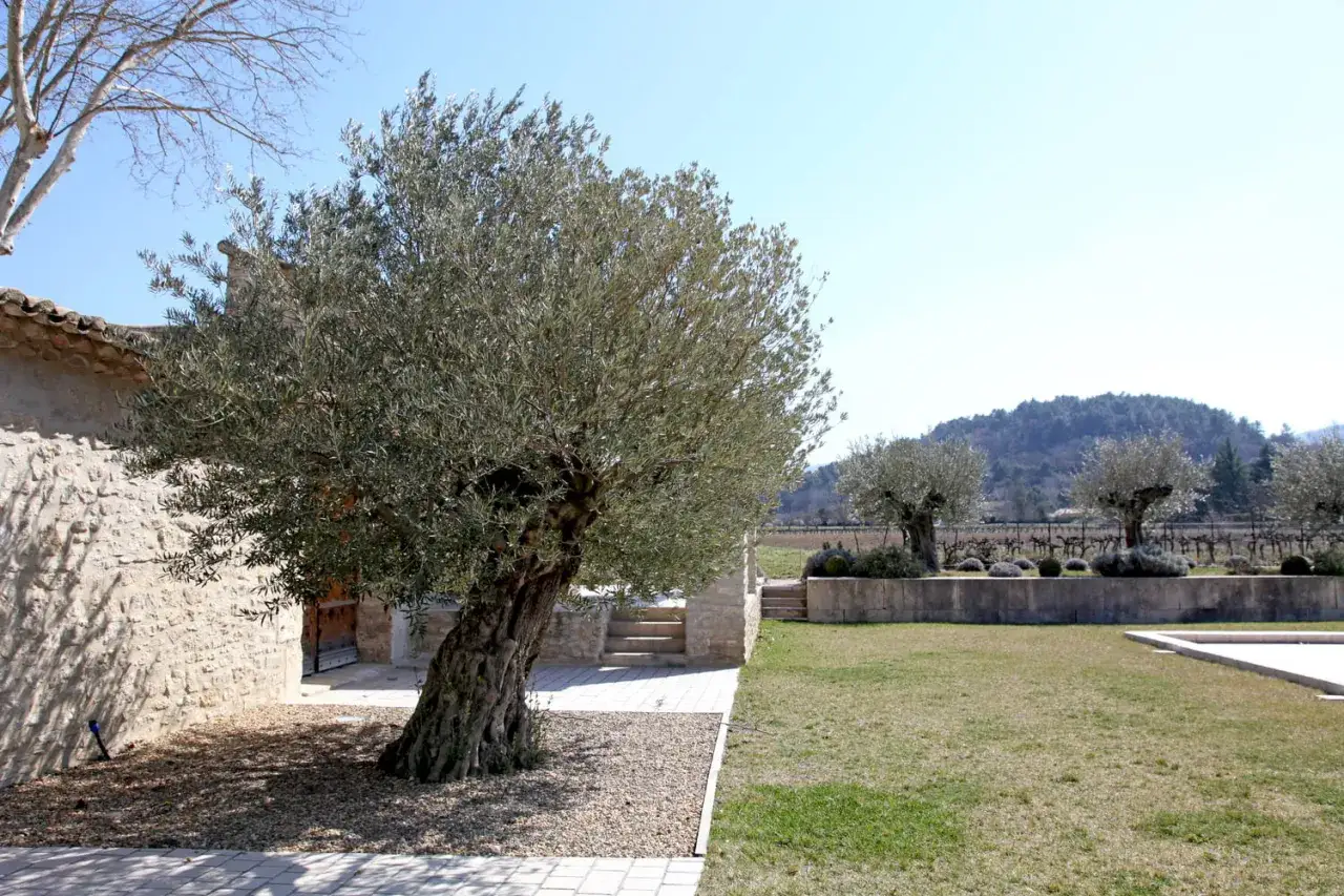 Un vieil olivier plante majestueux se dresse près d'une bâtisse en pierre. Au loin, d'autres oliviers et des vignes s'étendent sous un ciel bleu.
