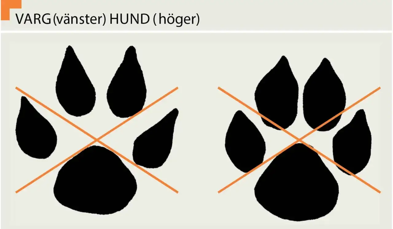 Vargens tassavtryck (vänster) är större än hundens (höger).