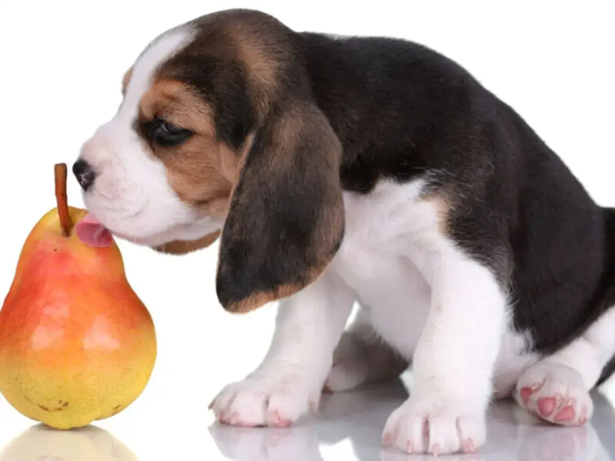 Uroczy szczeniak beagle pr&oacute;buje gruszki, zastanawiając się, czy pies może gruszkę.