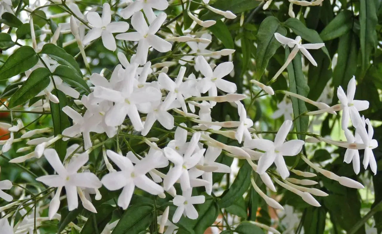 Zarte weiße Jasminblüten und Knospen, bereit zum Jasmin schneiden, um den Duft zu genießen.