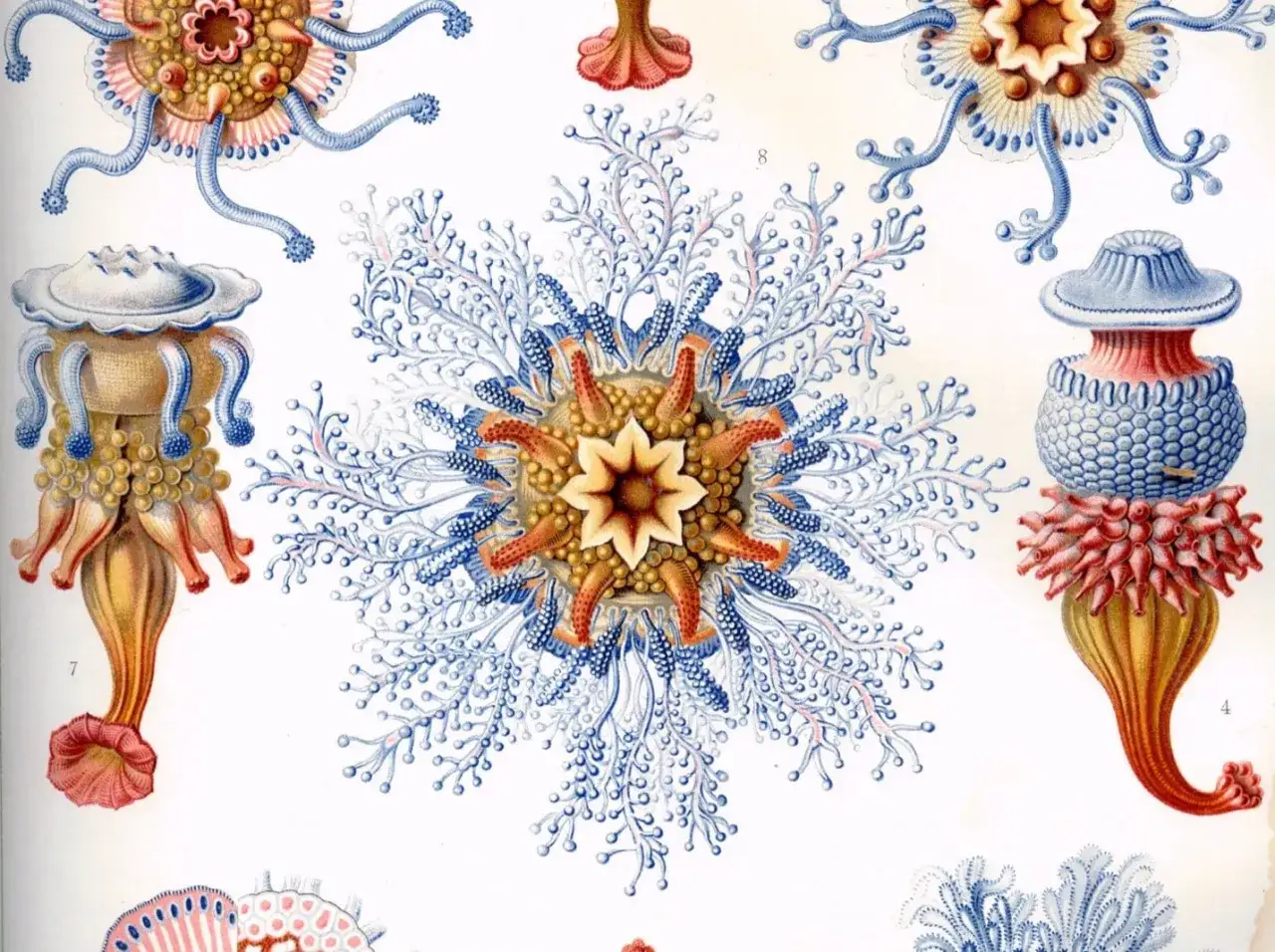 Detalladas **Haeckel ilustraciones** de medusas y pólipos marinos, con intrincados tentáculos azules y cuerpos anaranjados y amarillos.