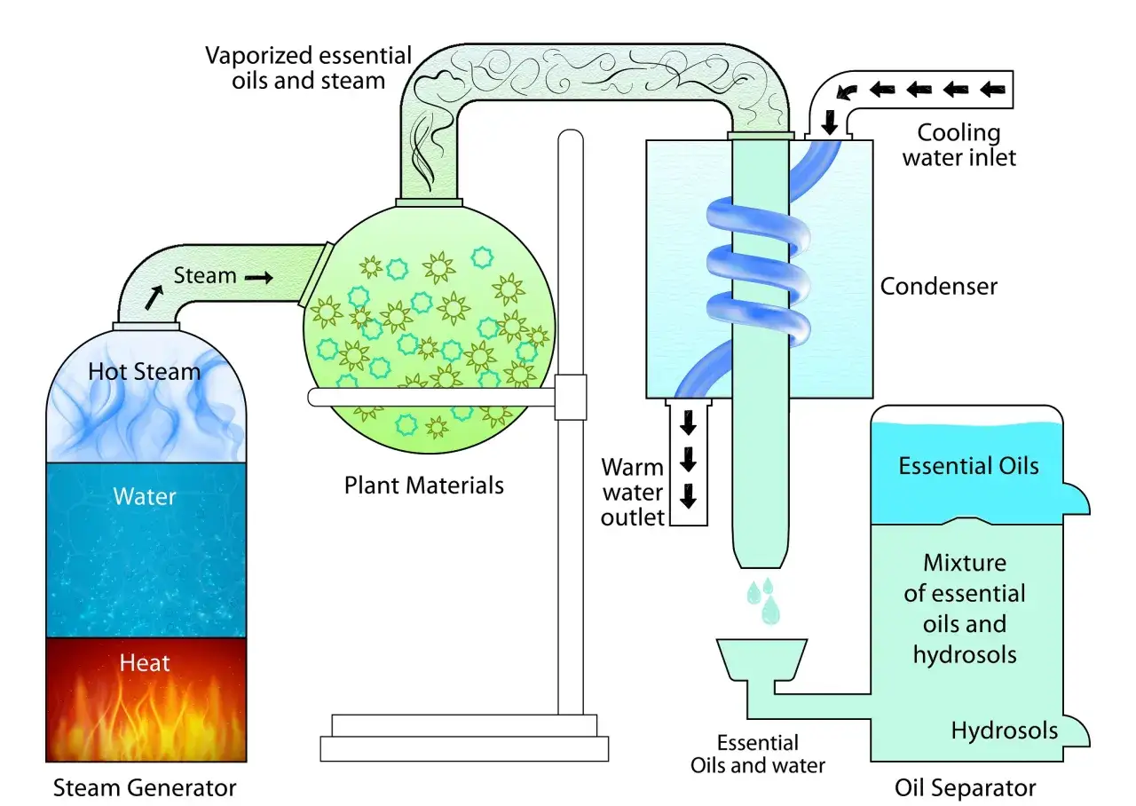 Diagrama de destilación para obtener **que son los aceites esenciales**. Muestra vapor de agua calentando materiales vegetales, condensando y separando aceites.