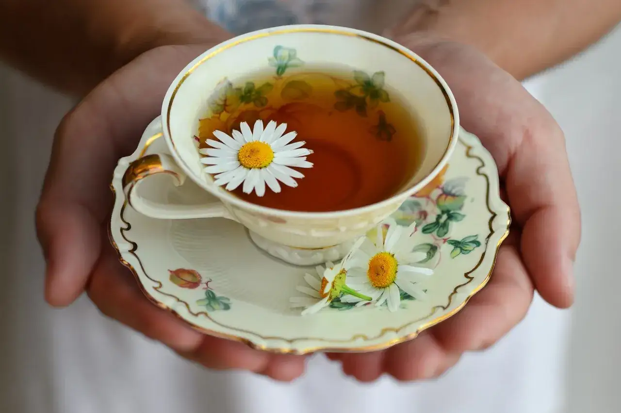 Hände halten eine Tasse mit Kamillentee und frischen Gänseblümchen. Die beruhigende Kamillentee Wirkung wird durch die zarte Dekoration unterstrichen.
