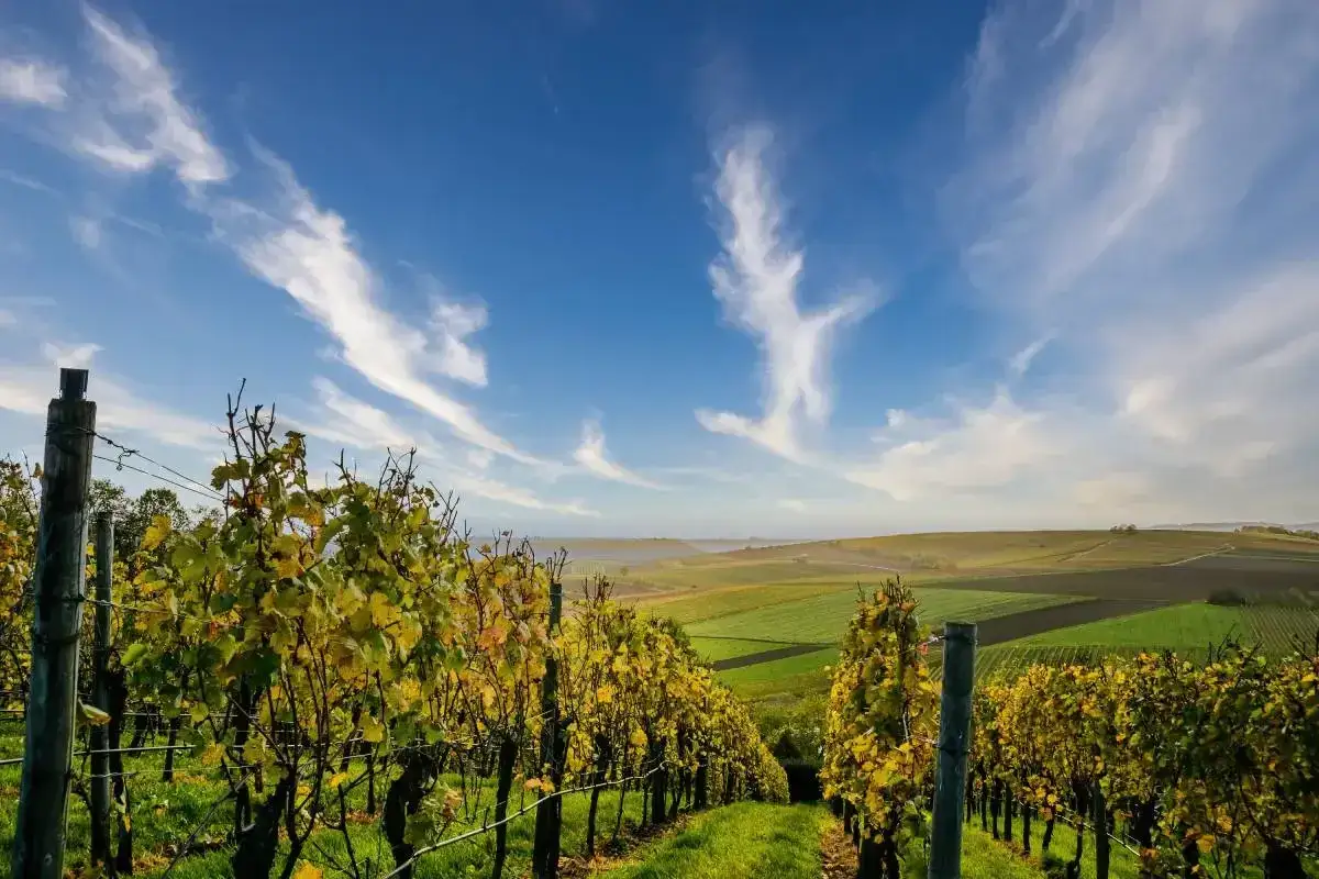 Vigneti dorati sotto un cielo azzurro con nuvole bianche, un paesaggio che evoca i pregiati vini Oltrepò Pavese.