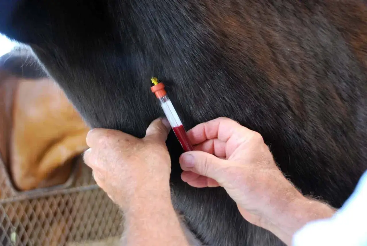 Prélèvement sanguin sur un cheval pour diagnostiquer une anémie. Le sang rouge vif remplit le tube.