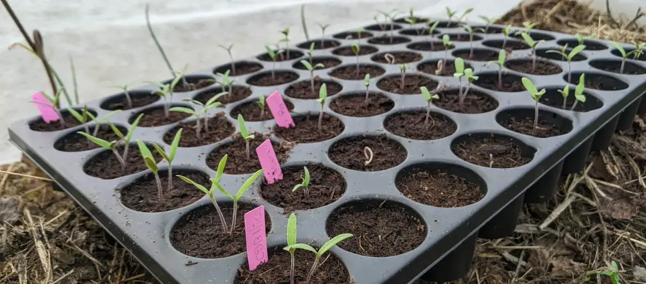 Plateau de semis en godet, jeunes pousses de tomates aux tiges pourpres et feuilles vertes, certaines avec des étiquettes roses.