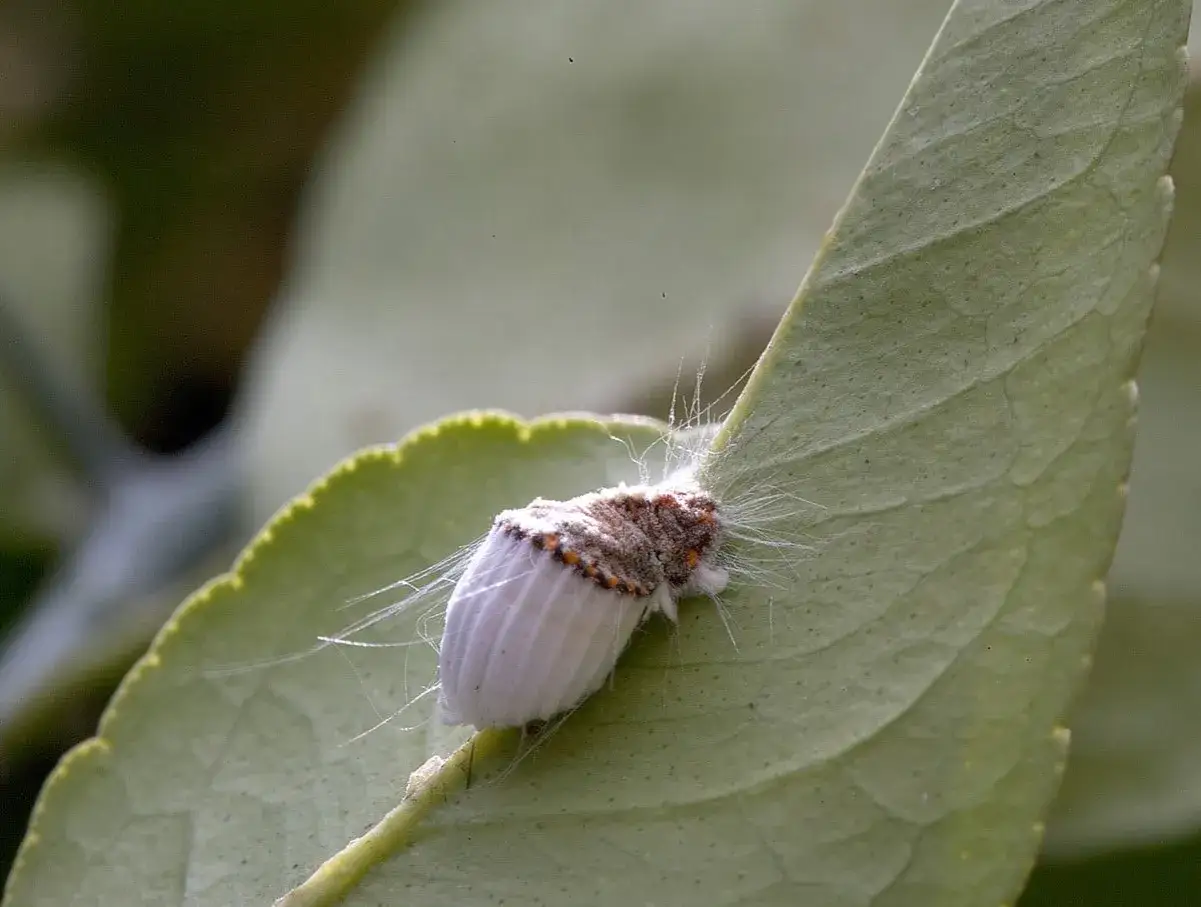 Cochenille du citronnier, un ravageur qui peut &ecirc;tre combattu par un traitement naturel.