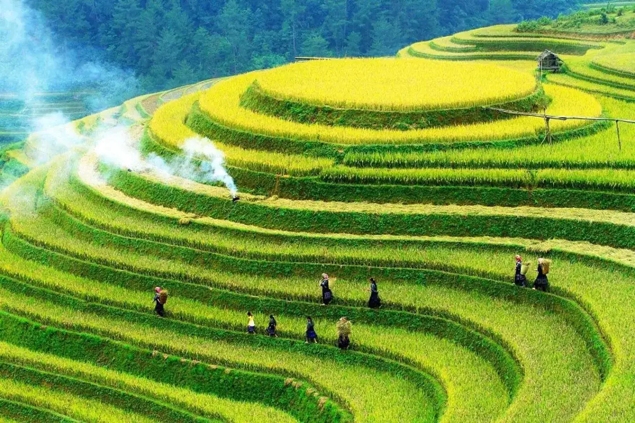 Terrassierte Reisfelder in Vietnam, ein malerischer Anblick, der die Schönheit des Landes widerspiegelt. Diese Szene erinnert an unvergessliche Vietnam Urlaub Erfahrungen.