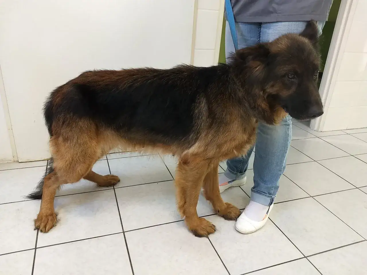 Smutny owczarek niemiecki krzyżówka, stojący przy nodze opiekuna w poczekalni weterynaryjnej.