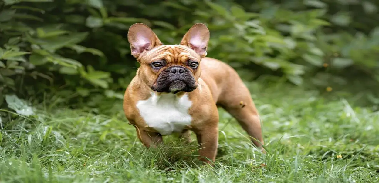 Zdjęcie Buldog francuski: czy ta rasa ma ogon? Informacje na ten temat
