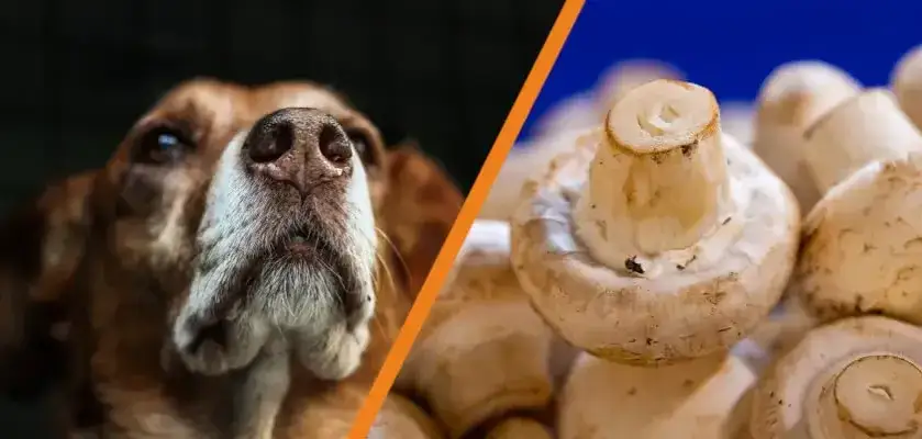 Zdjęcie Czy pies może jeść pieczarki? Sprawdź, czy to bezpieczne i jakie są zagrożenia