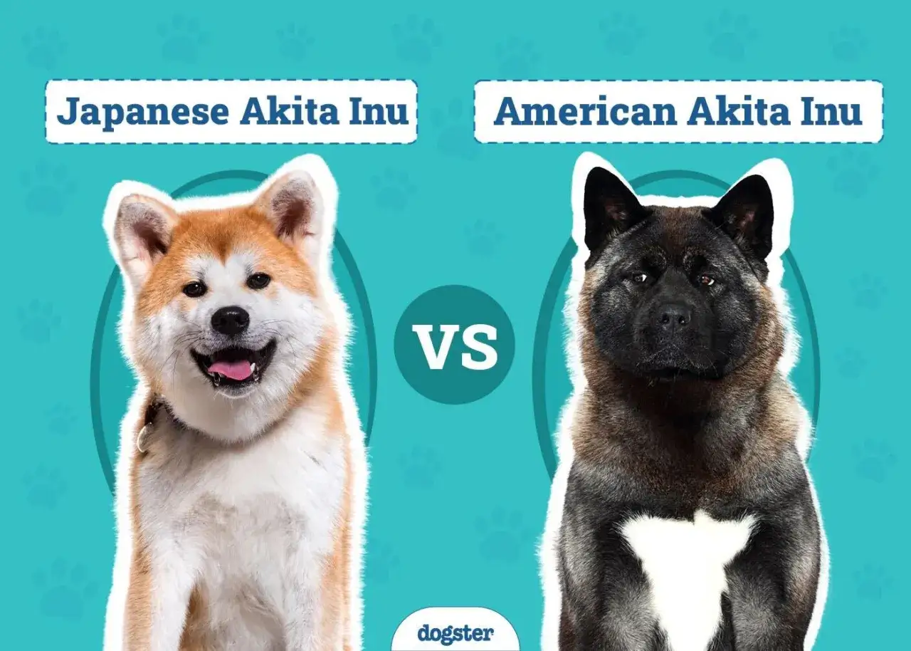 Porównanie dwóch ras psów: uśmiechnięty japoński Akita Inu i potężny akita amerykańska.