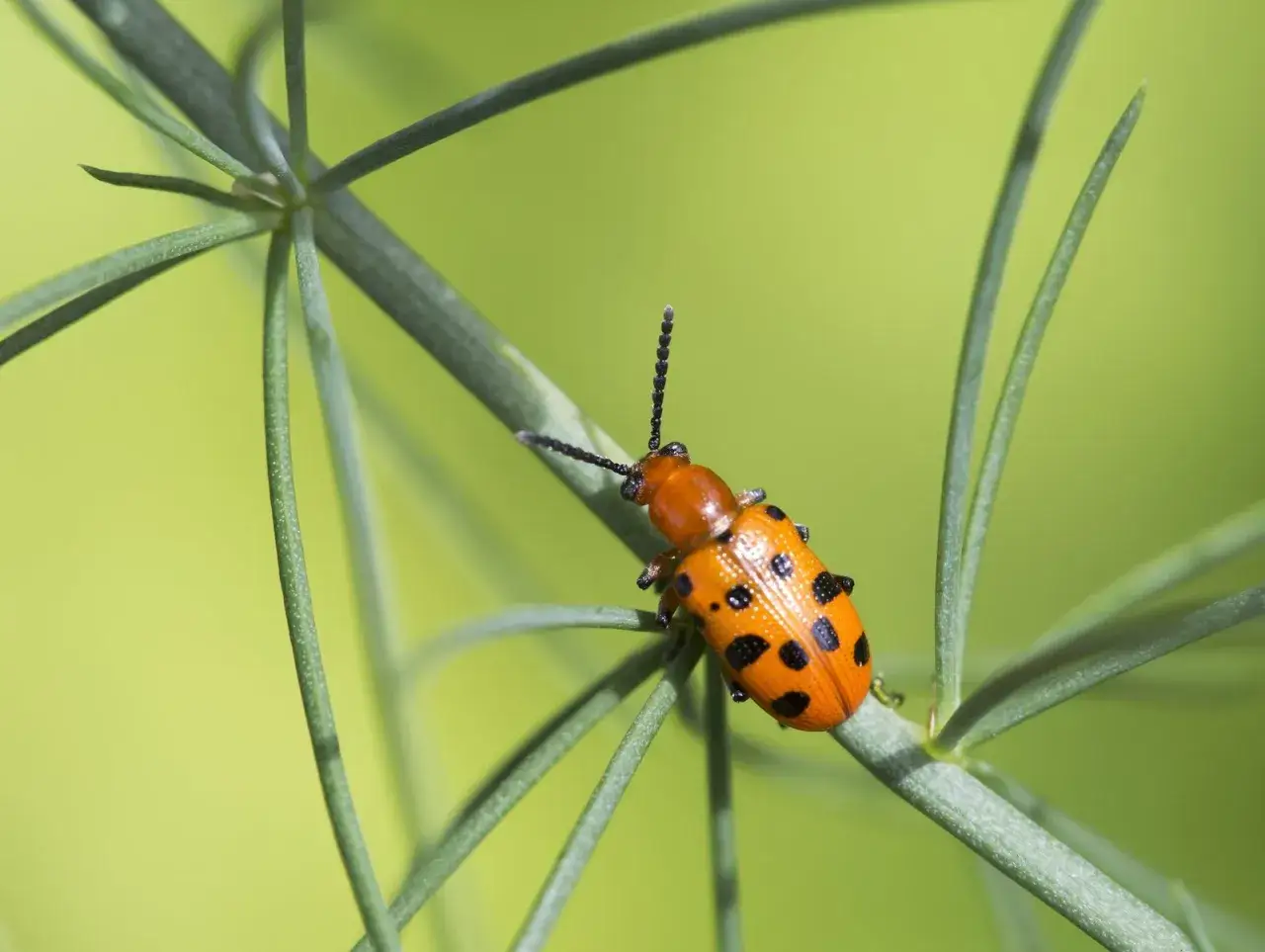 A tiny orange bug with black spots perches on a delicate green stem, its antennae reaching out.
