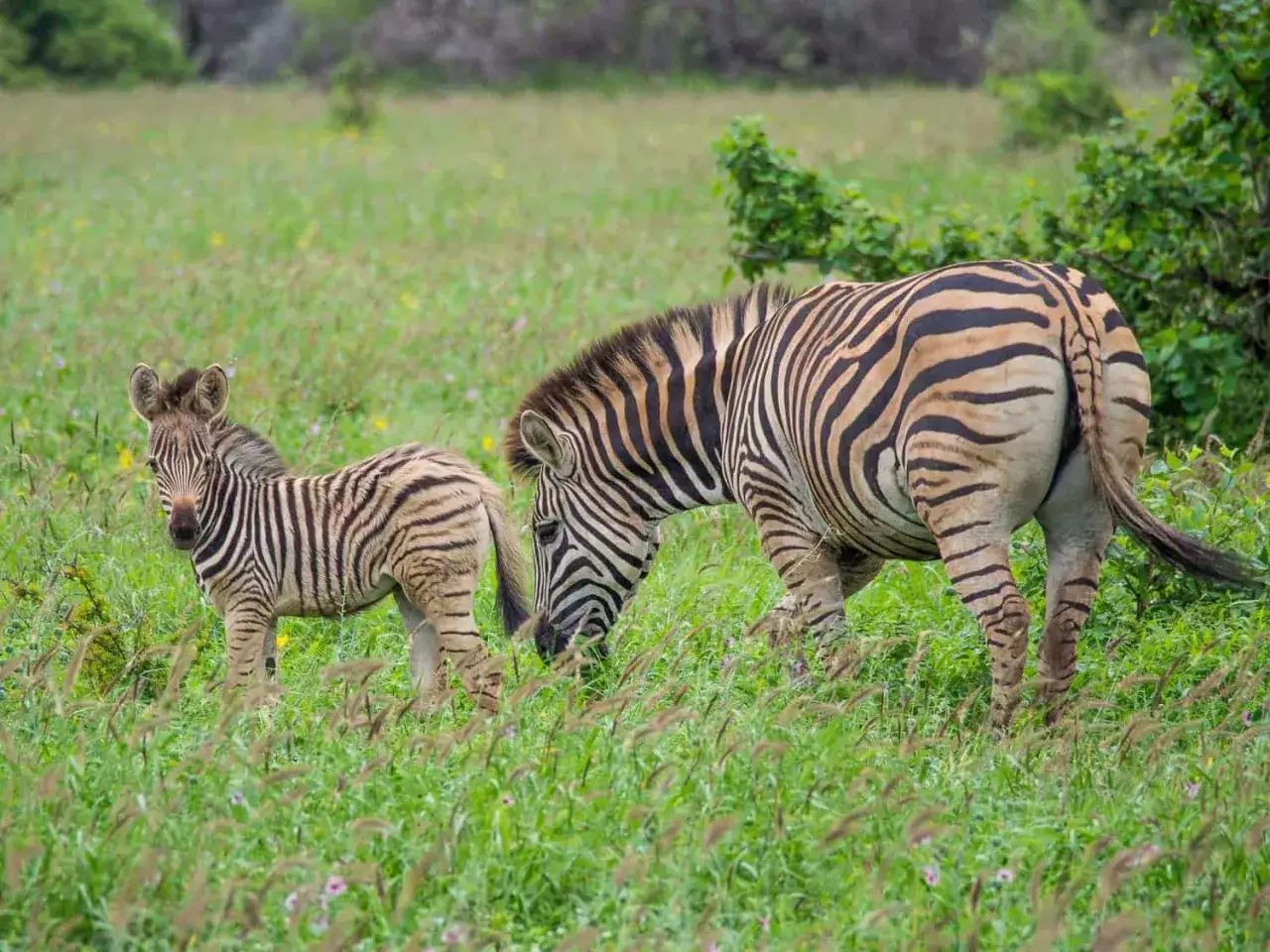 Matka zebra z źrebięciem na tle zielonej sawanny. Warto sprawdzić park krugera ceny, by zobaczyć te cuda natury.