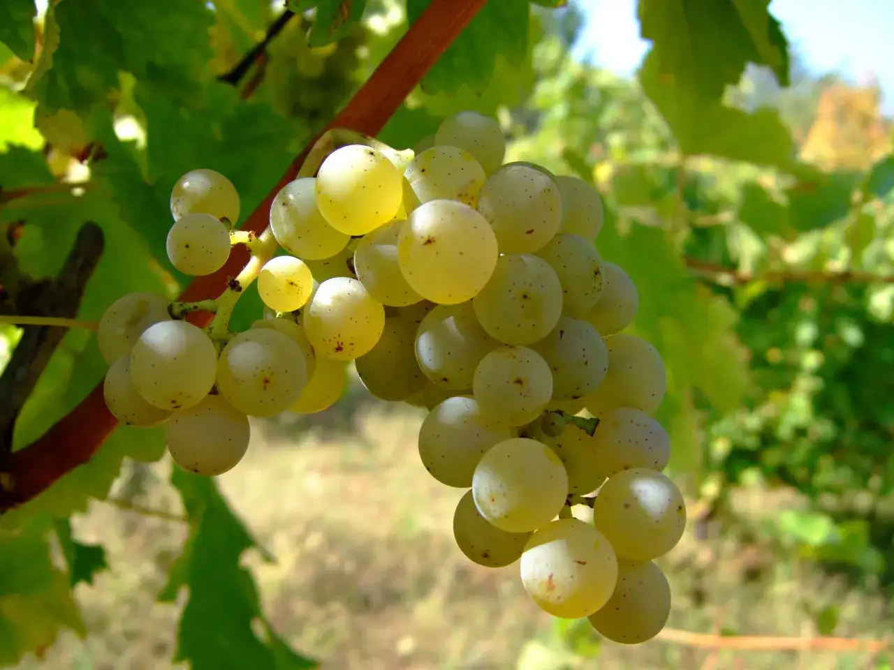 Reife, helle Sauvignon Blanc Traube hängt an einem Rebstock. Die Beeren sind von der Sonne beschienen und zeigen kleine rote Sprenkel.
