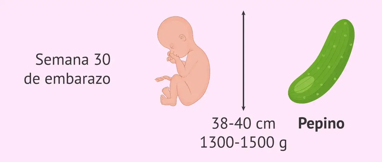 Beb&eacute; en semana 30 de embarazo, con tama&ntilde;o similar a un pepino, mide 38-40 cm y pesa 1300-1500 g.