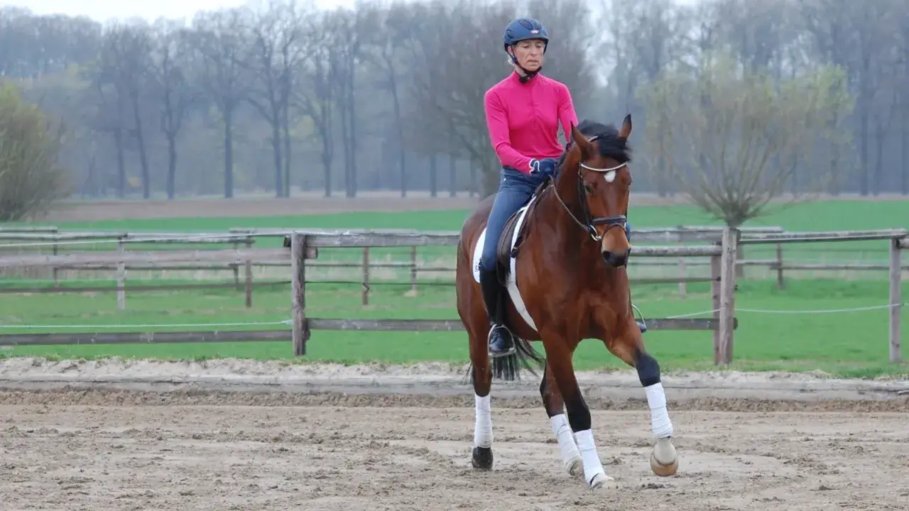 Dr. Klimke reitet ein braunes Pferd auf einem Reitplatz. Der Hintergrund zeigt B&auml;ume und eine Weide.