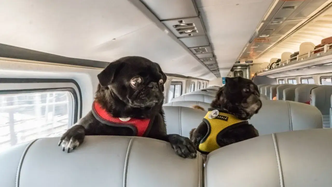 Deux carlins curieux, un chien Canada, voyagent en train, regardant par la fenêtre.