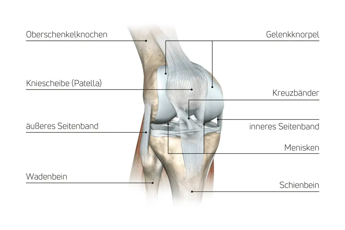 Anatomie des Kniegelenks mit Beschriftungen. Mögliche Ursache für Knieschmerzen vorne: die Patella.
