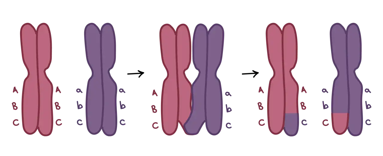 Cromosomas emparejados y luego separados, ilustrando la meiosis 1 y 2 con intercambio genético.
