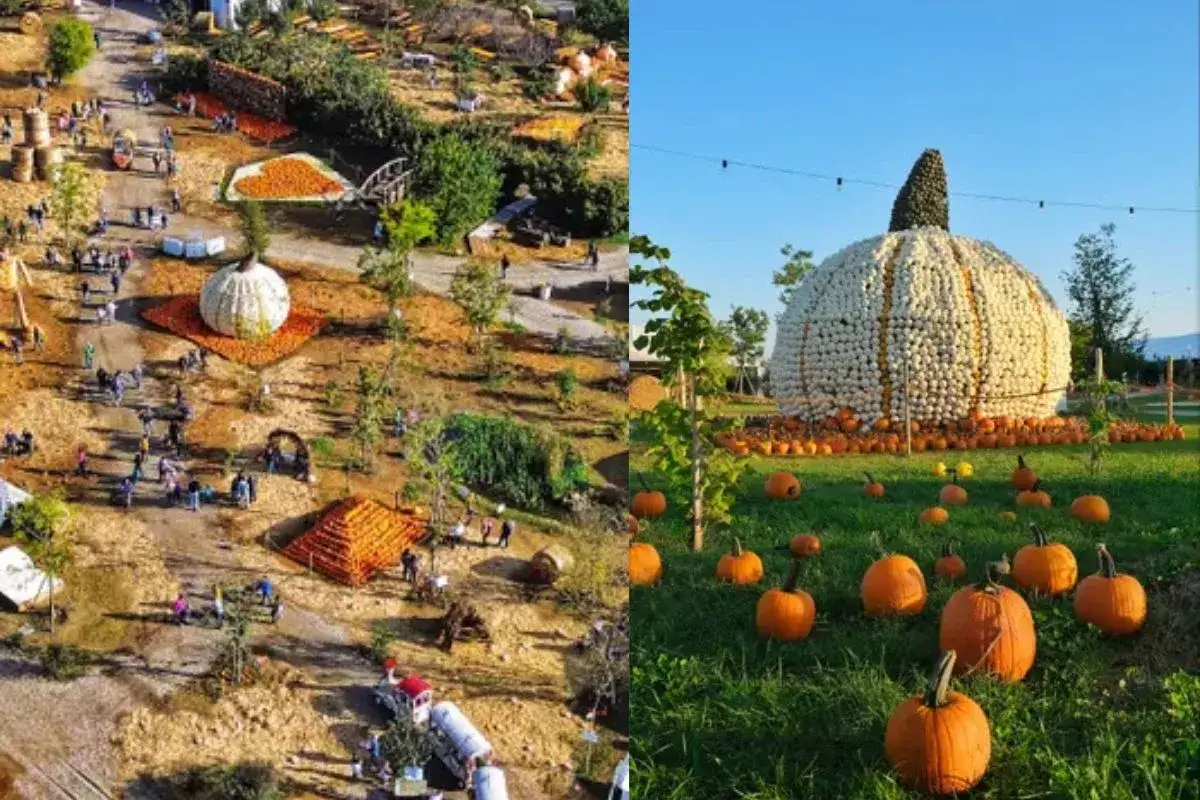 Un'enorme zucca decorata con tante piccole zucche, un'installazione per halloween nelle Marche.