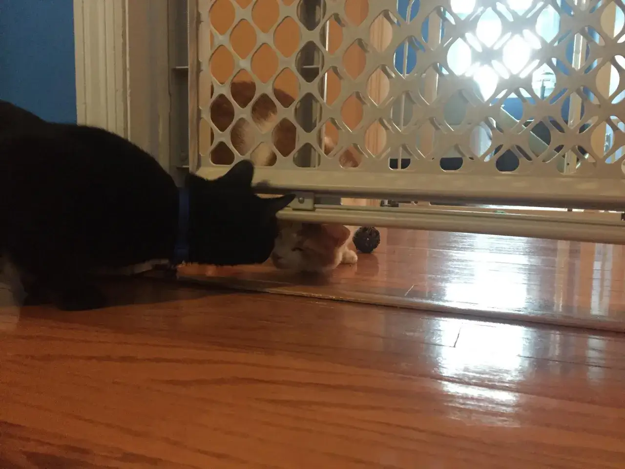 Un gato negro olisquea a un gato naranja a trav&eacute;s de una barrera. Es un momento tierno para presentar a dos gatos.