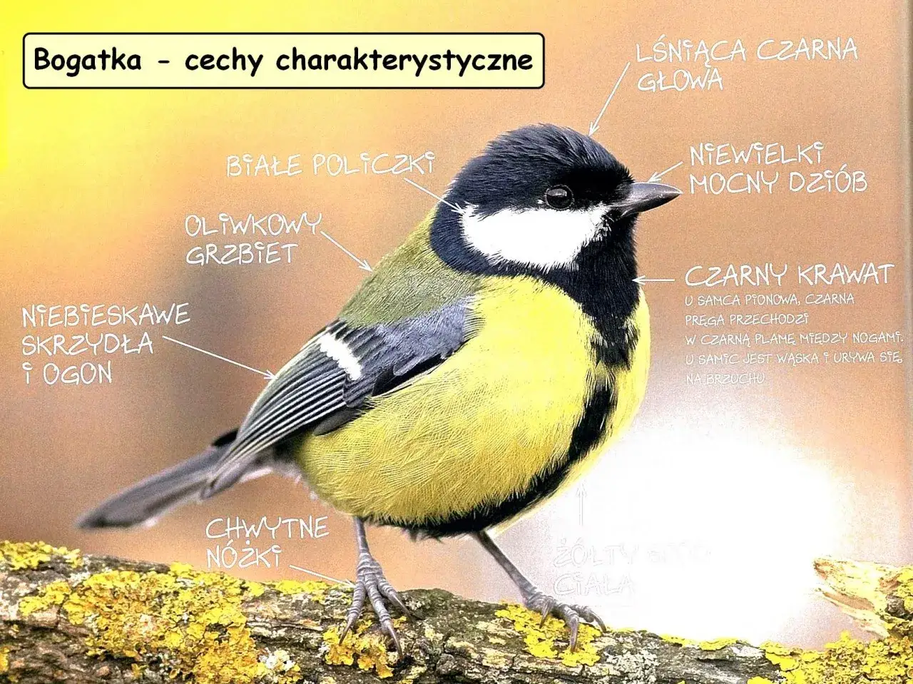 Bogatka z czarnym krawatem i żółtym spodem ciała, siedząca na gałęzi. Ma białe policzki, oliwkowy grzbiet i niebieskawe skrzydła.