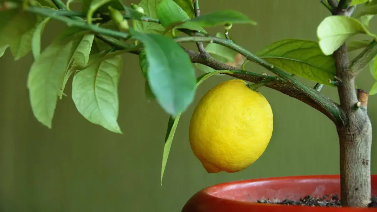 Ein reifer Zitronenbaum in einem roten Topf, bereit für die Ernte. Die richtige zitronenbaum pflege sorgt für gesunde Früchte.