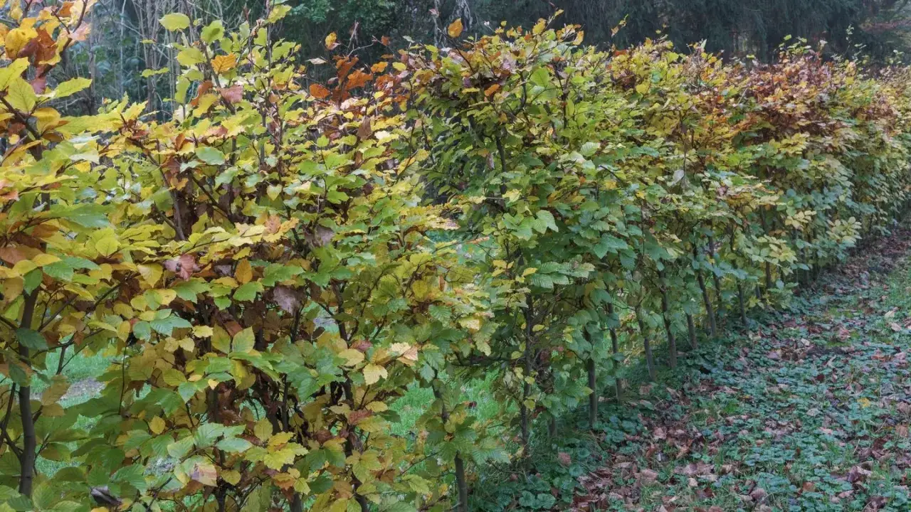 Eine lange, dichte hecke 3 meter hoch, mit Blättern in verschiedenen Herbstfarben, von grün bis gelb und braun.