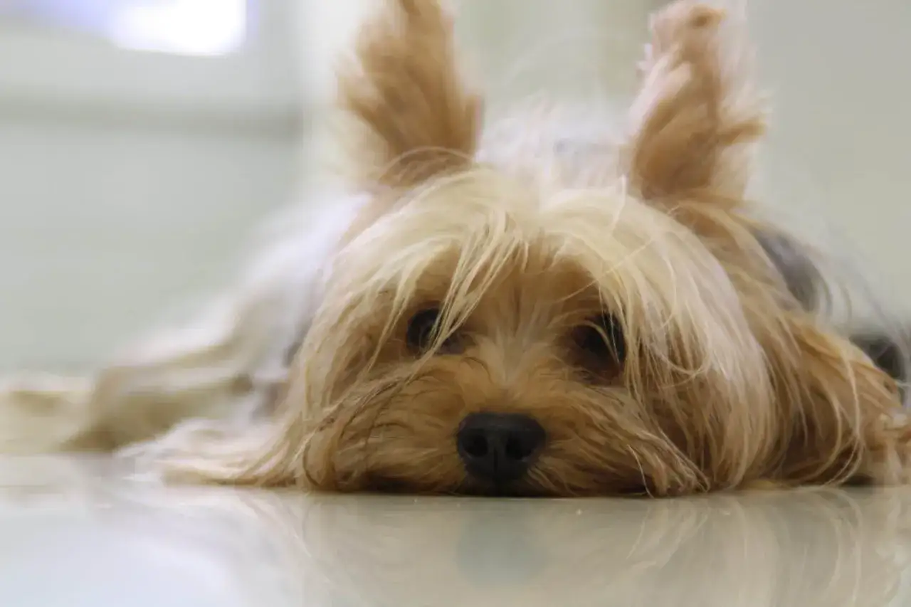 Adorable yorkshire terrier descansa en el suelo. &iquest;Buscas nombres para yorkshire? Este peludo podr&iacute;a inspirarte.