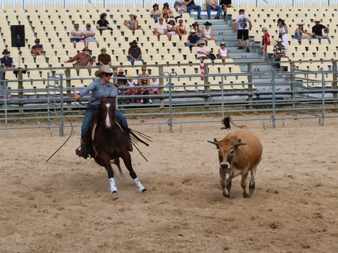 Une cavalière manœuvre son cheval pour un cutting, le taureau est prêt.