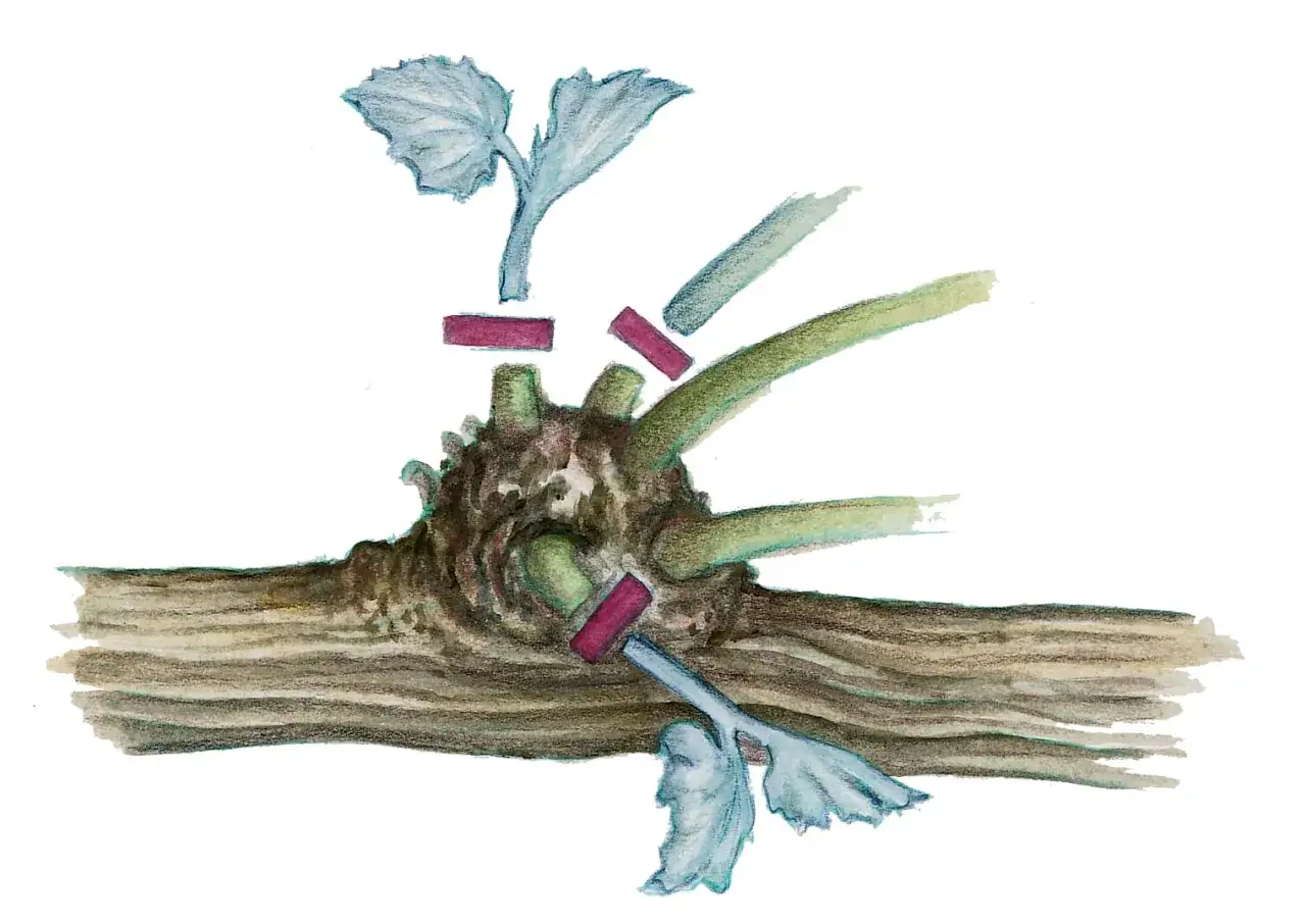 Illustration zeigt das **Wein schneiden**. Ein Rebstock wird mit roten Markierungen versehen, um die Schnittstellen f&uuml;r die Vermehrung zu kennzeichnen.