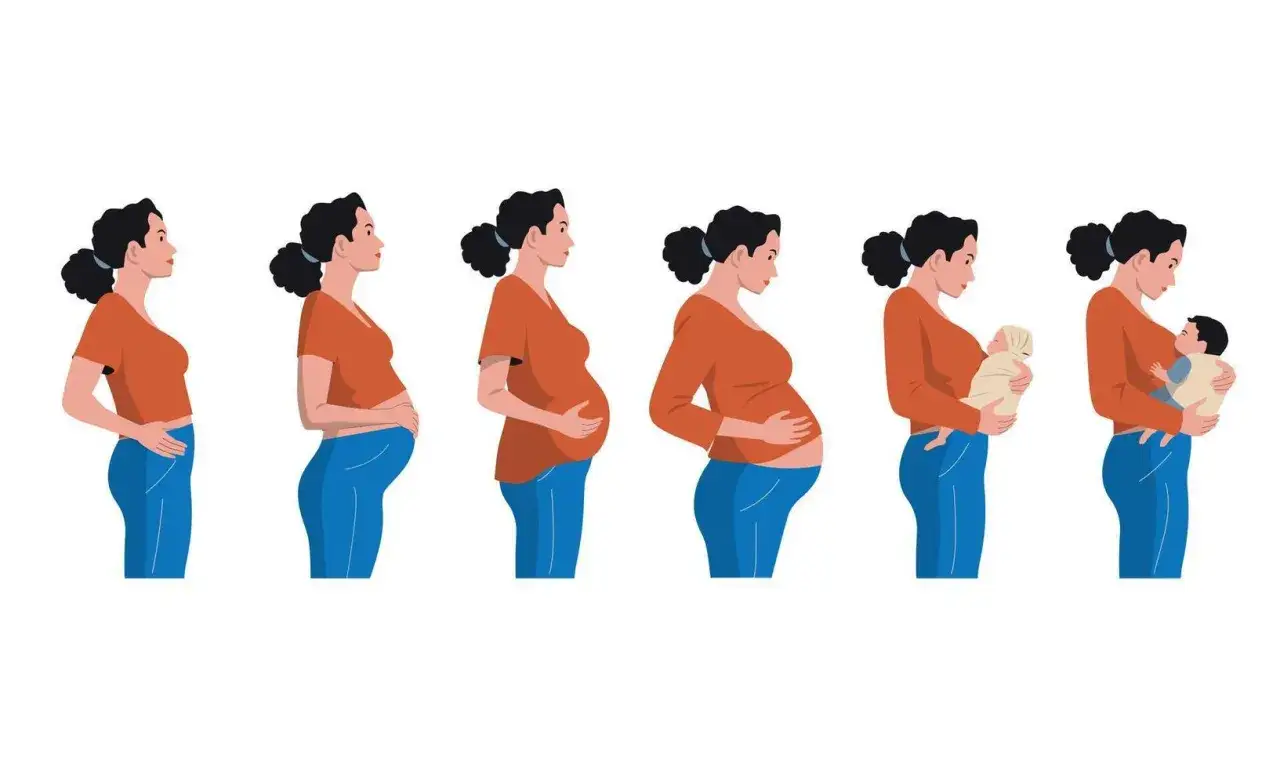 Illustration visar en kvinna genom graviditetens olika stadier, från tidig graviditet till att hålla sin nyfödda bebis. Gravid vecka 19 syns tydligt.